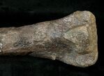 Camptosaurus Tibia w/ Stand - Bone Cabin Quarry #14733-6